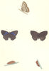 BUTTERFLIES. Purple Hairstreak (Morris) 1895 old antique vintage print picture