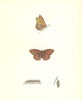 BUTTERFLIES. Queen of Spain Fritillary (Morris) 1895 old antique print picture