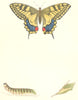 BUTTERFLIES. Swallow Tail (Morris) 1895 old antique vintage print picture