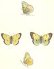 BUTTERFLIES. Dingy Skipper (Morris) 1895 old antique vintage print picture