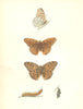BUTTERFLIES. Silver Washed Fritillary (Morris) 1895 old antique print picture