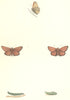 BUTTERFLIES. Small Skipper (Morris) 1895 old antique vintage print picture