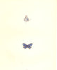 BUTTERFLIES. Small Tailed Blue (Morris) 1895 old antique vintage print picture