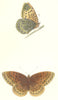 BUTTERFLIES. Venus Fritillary (Morris) 1895 old antique vintage print picture