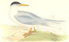 BIRDS. Common Tern. Found in Europe. USA. Asia. Africa (Morris) 1880 old print