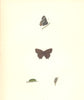 BUTTERFLIES. White W Hairstreak (Morris) 1895 old antique print picture
