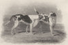 DOGS. Fox Hounds. 'Bachelor & Blunder'. (Edward Jesse) 1888 old antique print