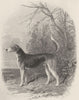DOGS. Fox Hounds (Foxhound) . Vignette (Edward Jesse) 1888 old antique print