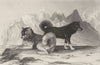 DOGS. Esquimaux Dogs. Good steel engraving (Edward Jesse) 1888 old print