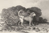 DOGS. Beagle. Good steel engraving (Edward Jesse) 1888 old antique print