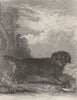 DOGS. Otter Terrier. Good steel engraving. (Edward Jesse) 1888 old print