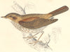 BIRDS. Thrush Nightingale. Found in Europe (Morris) 1880 old antique print