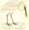 BIRDS. Spoonbill. Found in Europe. Asia. Africa (Morris) 1880 old print