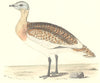 BIRDS. Great Bustard. Was Found in Europe. Asia (Morris) 1880 old print