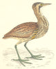 BIRDS. Bittern. Found in Europe. Africa. Asia (Morris) 1880 old antique print