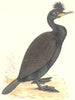 BIRDS. Green Cormorant. Found in Europe. USA. Asia (Morris) 1880 old print