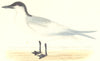 BIRDS. Gull Billed Tern. Found in Europe. USA. Asia (Morris) 1880 old print