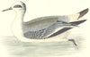 BIRDS. Grey Phalarope. Found in Europe. USA. Asia (Morris) 1880 old print