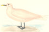 BIRDS. Ivory Gull. (Snow Bird) . Found in Europe. USA (Morris) 1880 old print
