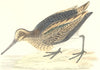 BIRDS. Jack Snipe. Found in Europe. Asia. India (Morris) 1880 old print