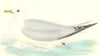 BIRDS. Kittiwake. Found in Europe. Africa. Asia (Morris) 1880 old print