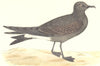 BIRDS. Leach's Petrel. Found in Europe. Canada (Morris) 1880 old antique print