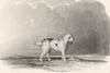 DOGS. Poodle. Fine steel engraved vignette. Q. scarce (Edward Jesse) 1846