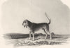 DOGS. Blood Hound. Scarce. (Edward Jesse) 1846 old antique print picture