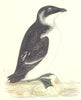 BIRDS. Rotche. Found in Europe. USA. Greenland (Morris) 1880 old antique print