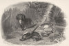 DOGS. Spaniel & Game. Good steel engraving. Vignette. (Edward Jesse) 1858