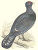 BIRDS. Capercaillie. Found in Europe. Esp. Scotland. Asia (Morris) 1880 print