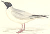 BIRDS. Buonaparte's Gull. found in Europe. USA (Morris) 1880 old antique print