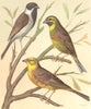 BUNTINGS. Black- Headed Bunting; Cirl Bunting; Yellow Bunting.Blakston 1880