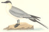 BIRDS. Buffon's Skua. Found in Europe. Canada. Arctic (Morris) 1880 old print