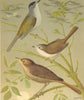CAGE BIRDS. Chromolitho. Black- cap; White- Throat; Nightingale.Blakston 1880