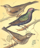 CAGE BIRDS. Chromolitho. Fieldfare; Starling; Redwing.Blakston 1880 old print