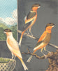 NORWICH CANARIES.Dark-Crested Buff(Cayenne-Fed);Variegated Yellow.Blakston 1880