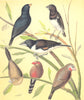 FINCHES.Combassou,Steel,Red Grass Finch;Bronze Mannikin;St.Helena Waxbill 1880