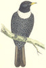 BIRDS. Ring Ouzel. Found in Europe. Africa. Asia (Morris) 1880 old print