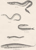 FISH.Fishes;Conger;Hyala;Sand-Launce;Montagu's Gymnele;Evenlipped Gymnote 1860