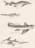 FISH. Fishes. Sterlet; Paddle; Atlantic Rabbit; European Callorhyuch 1860