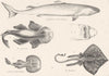 FISH.Carcharias-Cuvrier's Requiem;Angel;Galvani's Spotted Torpedo;Thornback 1860