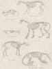 MAMMALS.Mammalia Skeleton Beasts;Sheep;Balck Rat;Mole;Lion;Hog;Gt Ant Eater 1860