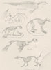 MAMMALS. Skeletons. Dugong; Bat toed Sloth; Lotong; Seal; Coati- mondi 1860