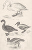 BIRDS.Ferus-Swan.Lobatus-Lobated Duck;S.Clypeata-Shoveller.Merganser  1860