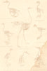BIRDS. Skeletons. Duck; Maccan; Fowl; Ostrich; Merlin; Barn Owl; Woodpecker 1860