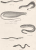 FISH.Fishes;Glutinous Hag;Sea Lamprey;Barrel;Pintodo Murry;Sharpnosed Eel 1860