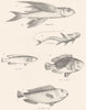 FISH. Fishes; Flying; L. Cirrhosa; Cook; Saddlefish; Cretan Scarus 1860 print