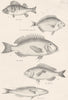FISH. Fishes; Perch; Ring tailed Sheep- head; Dentalé; Mendole; Smaris 1860