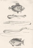 FISH.Fishes;Dory;Bandfish;Hairtail;Whip-tailed Stylephore;Dotted Amphacanth 1860